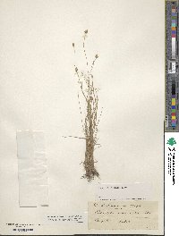 Fimbristylis schoenoides image