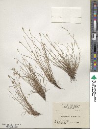 Fimbristylis schoenoides image