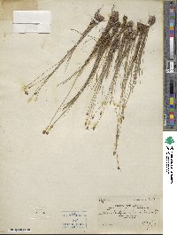 Fimbristylis schoenoides image