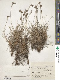 Fimbristylis sericea image