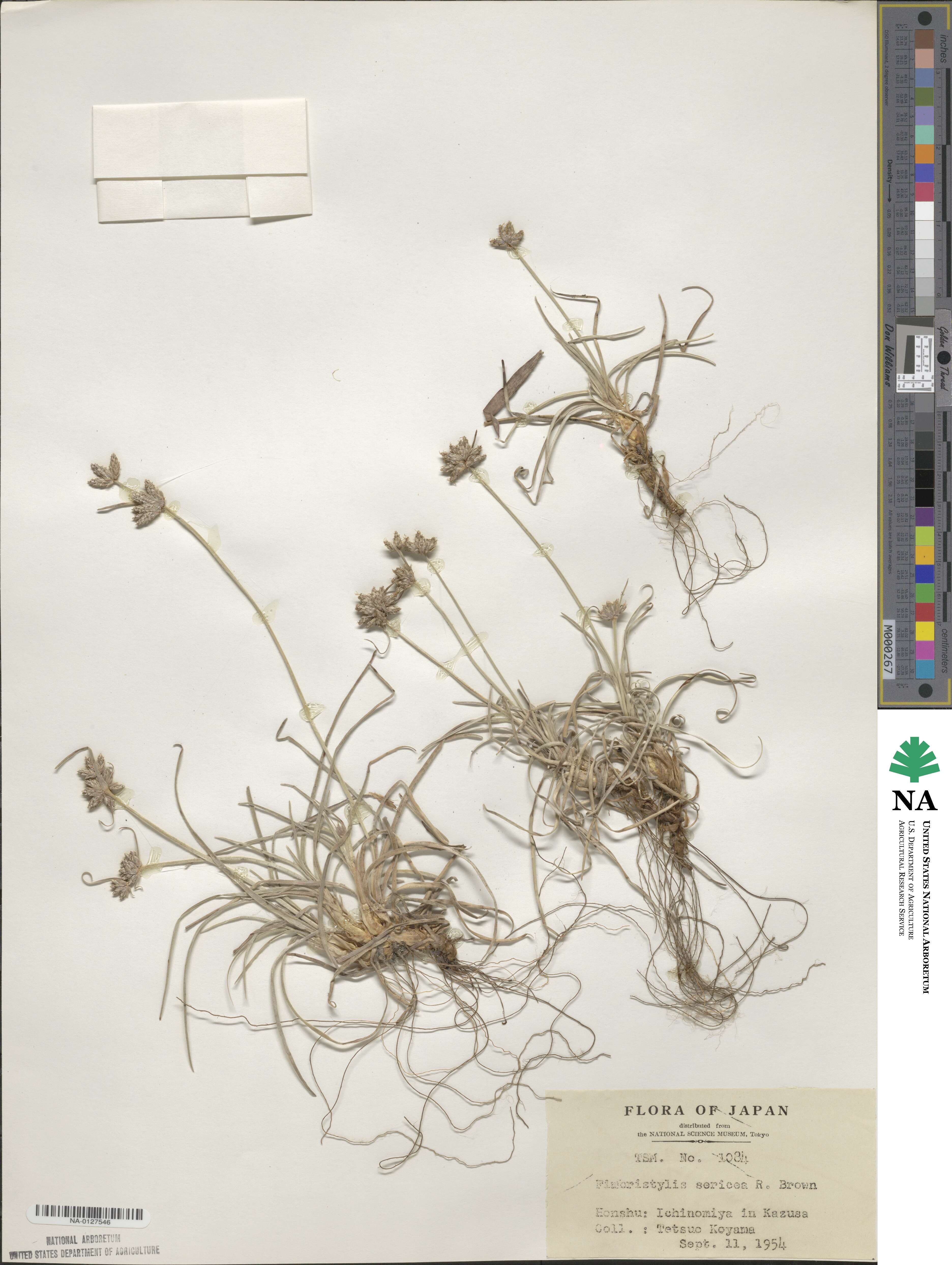 Fimbristylis sericea image