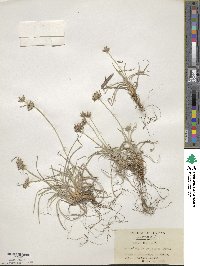 Fimbristylis sericea image