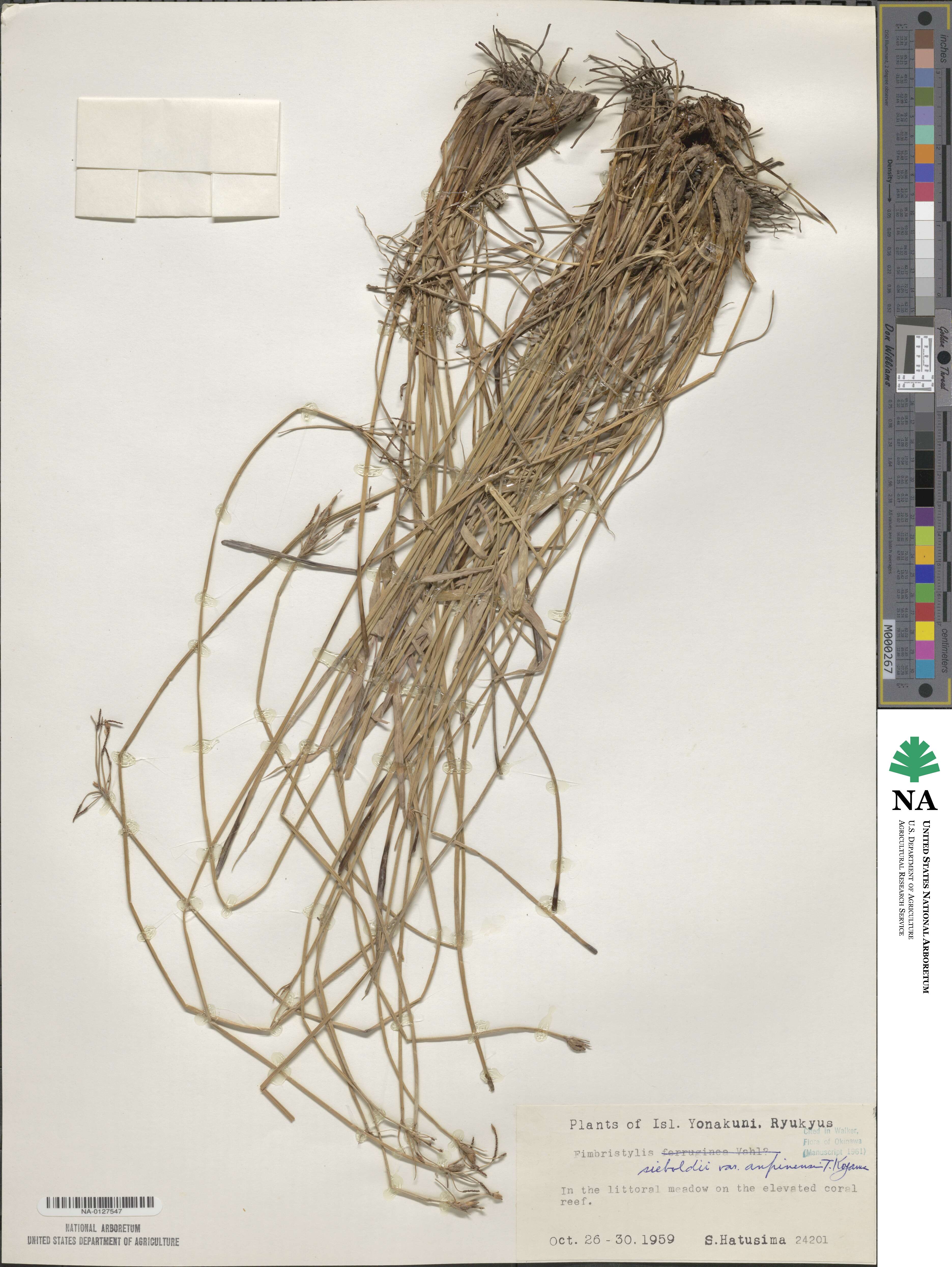 Fimbristylis sieboldii image