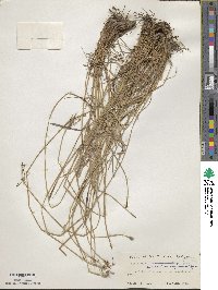 Fimbristylis sieboldii image