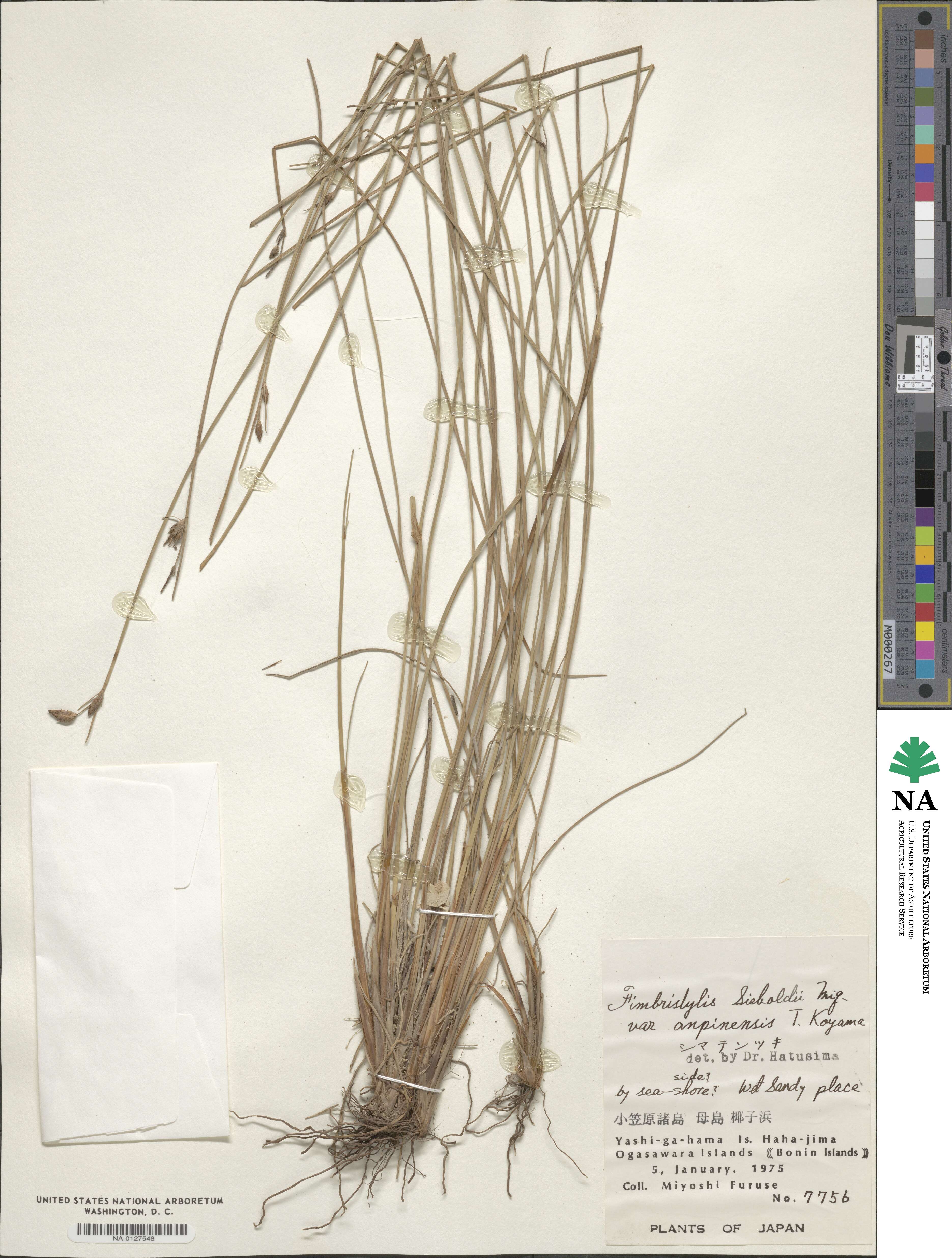 Fimbristylis sieboldii image