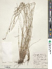 Fimbristylis sieboldii image