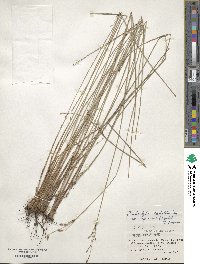 Fimbristylis sieboldii image