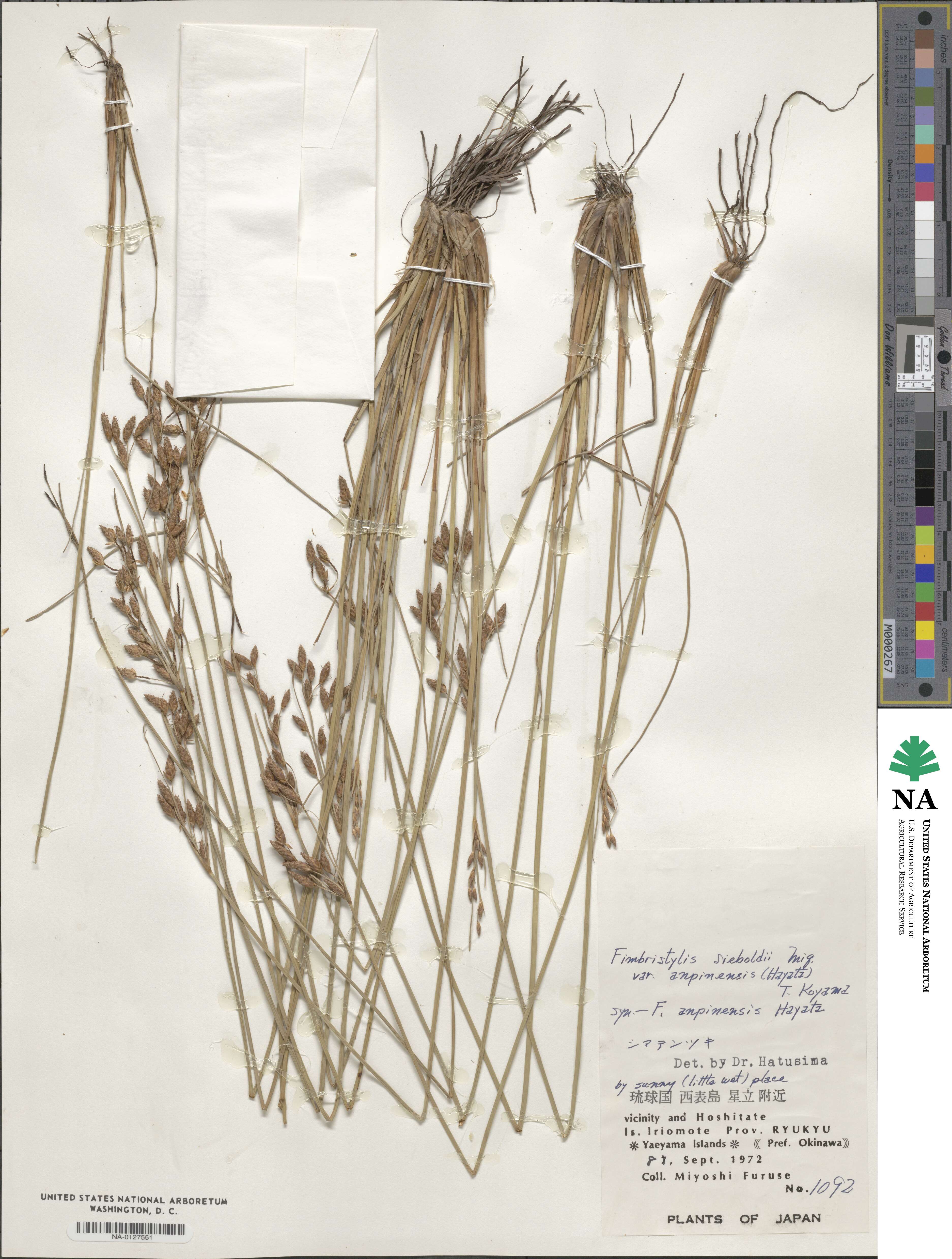 Fimbristylis sieboldii var. anpinensis image