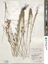 Fimbristylis sieboldii var. anpinensis image