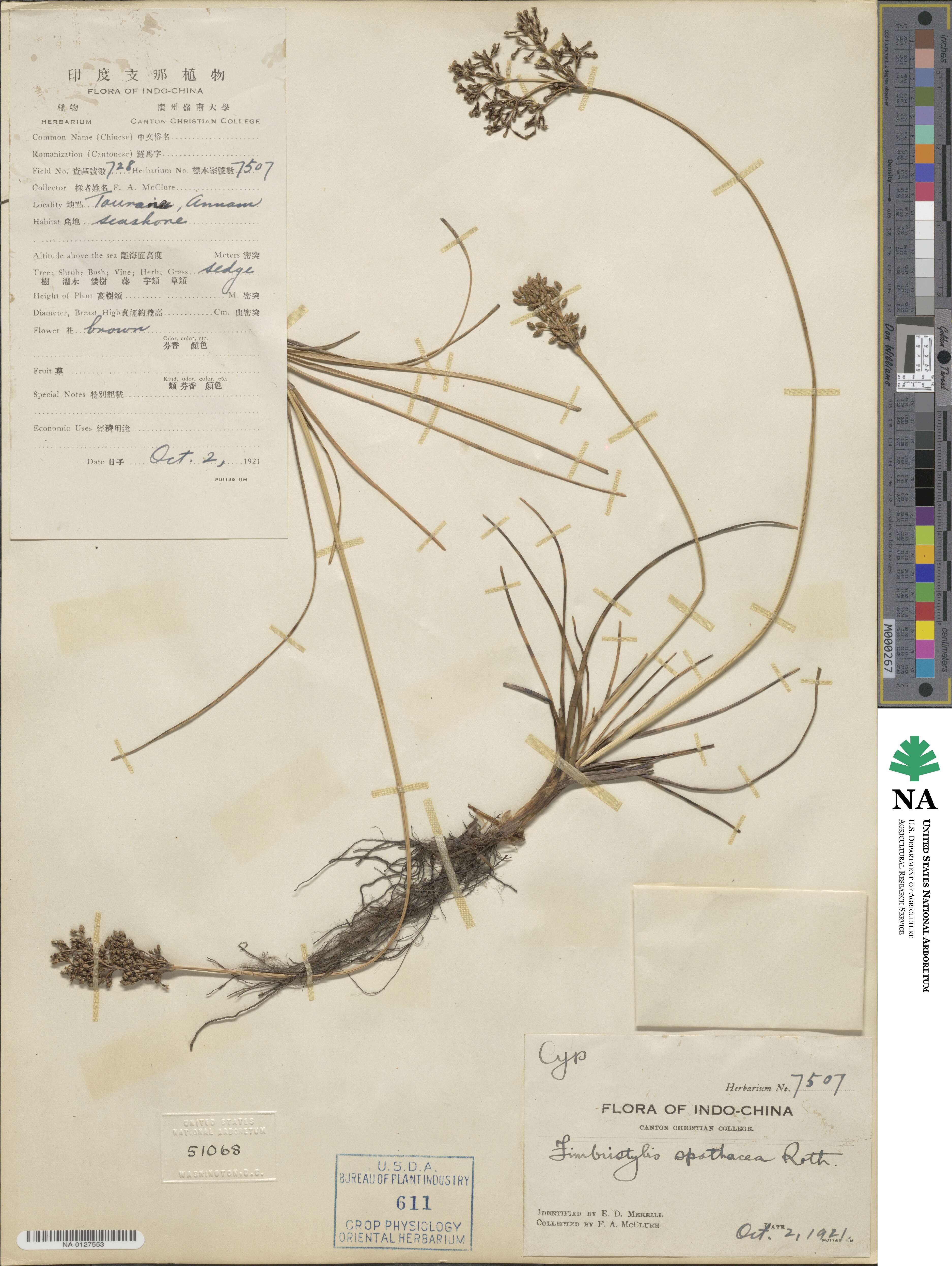 Fimbristylis cymosa subsp. cymosa image