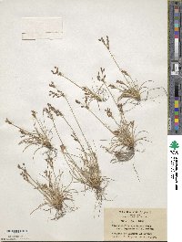 Fimbristylis cymosa image