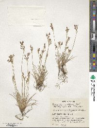 Fimbristylis cymosa image