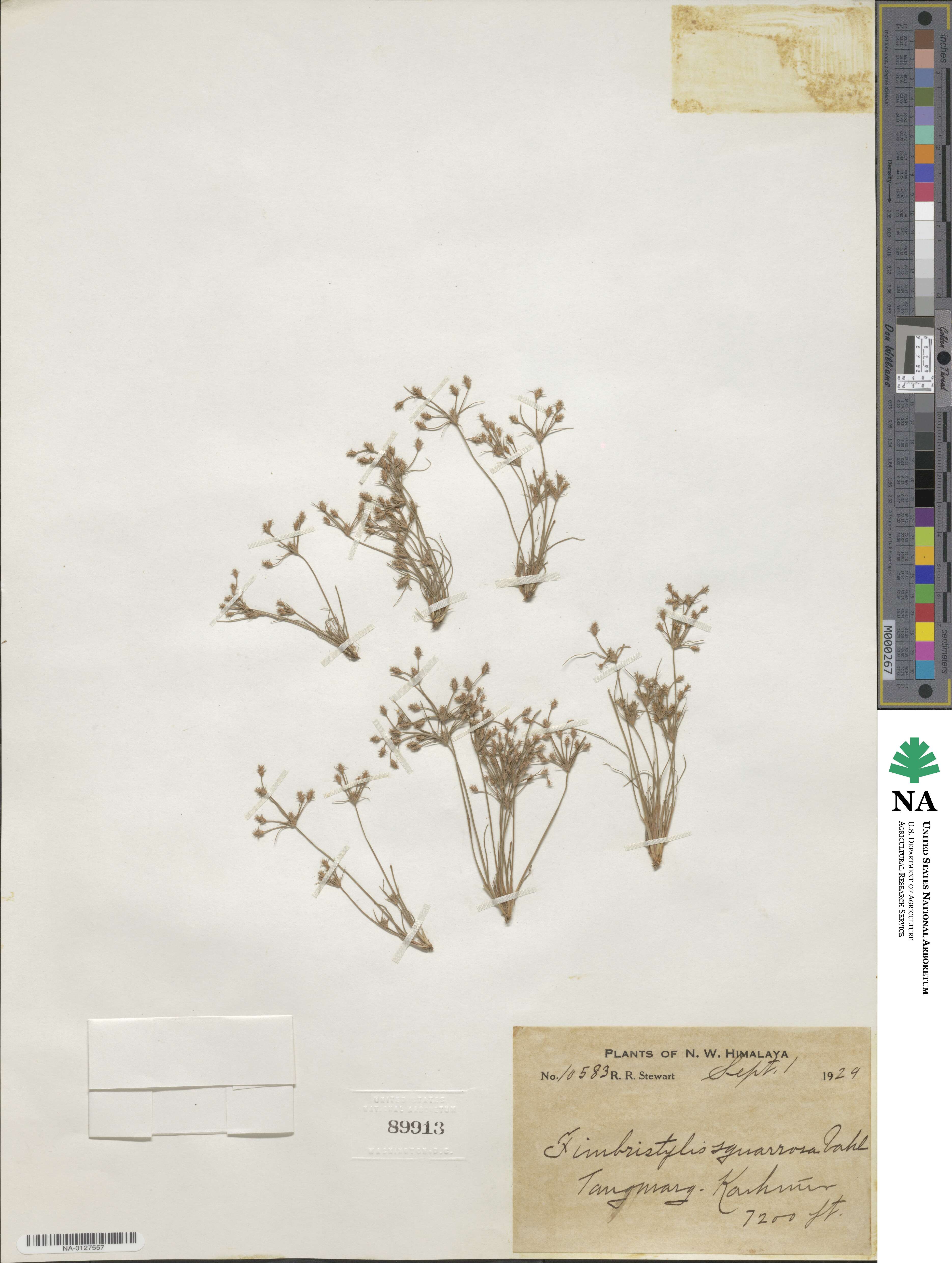 Fimbristylis squarrosa image