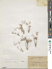 Fimbristylis squarrosa image