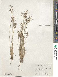 Image of Fimbristylis stauntonii