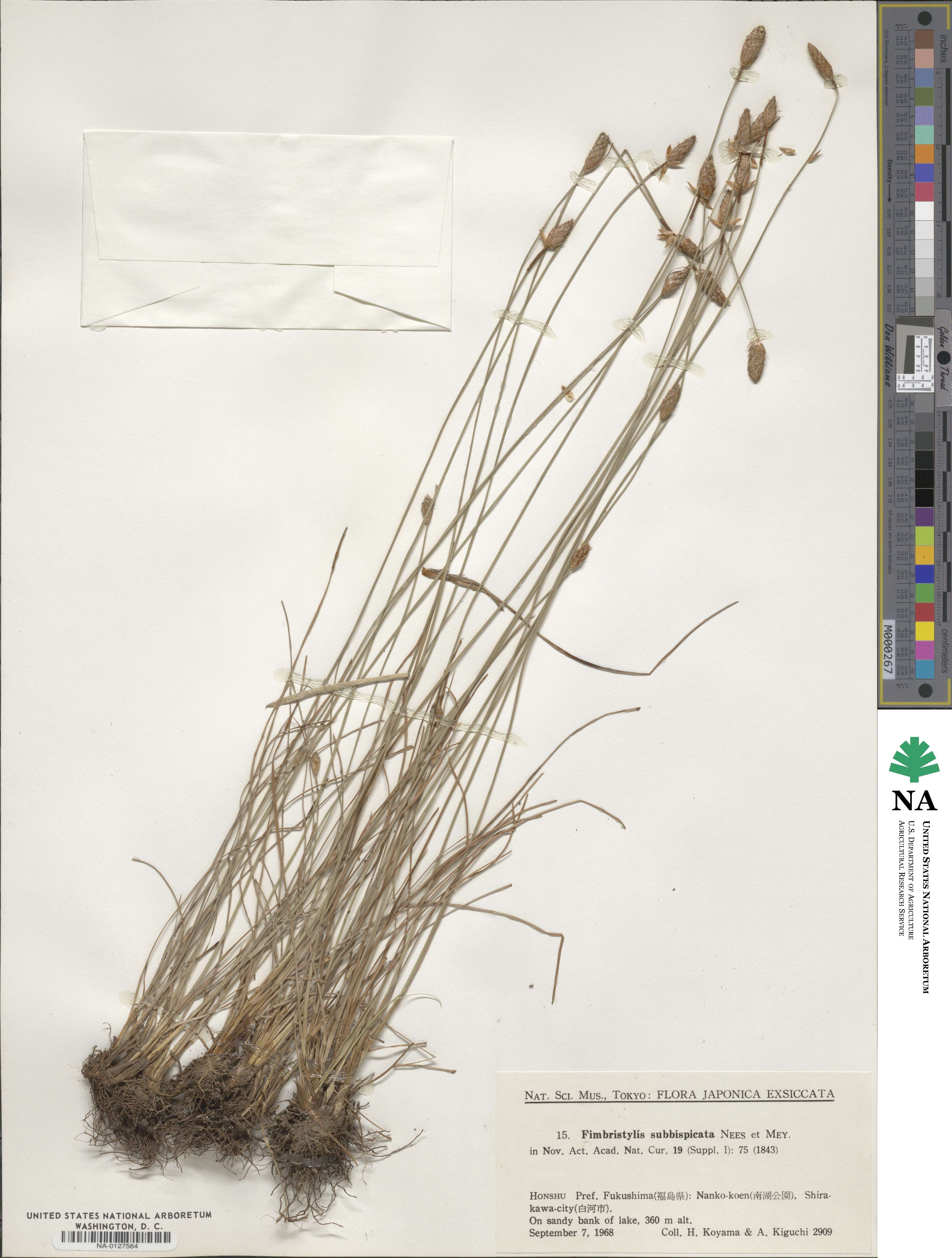Fimbristylis tristachya var. subbispicata image