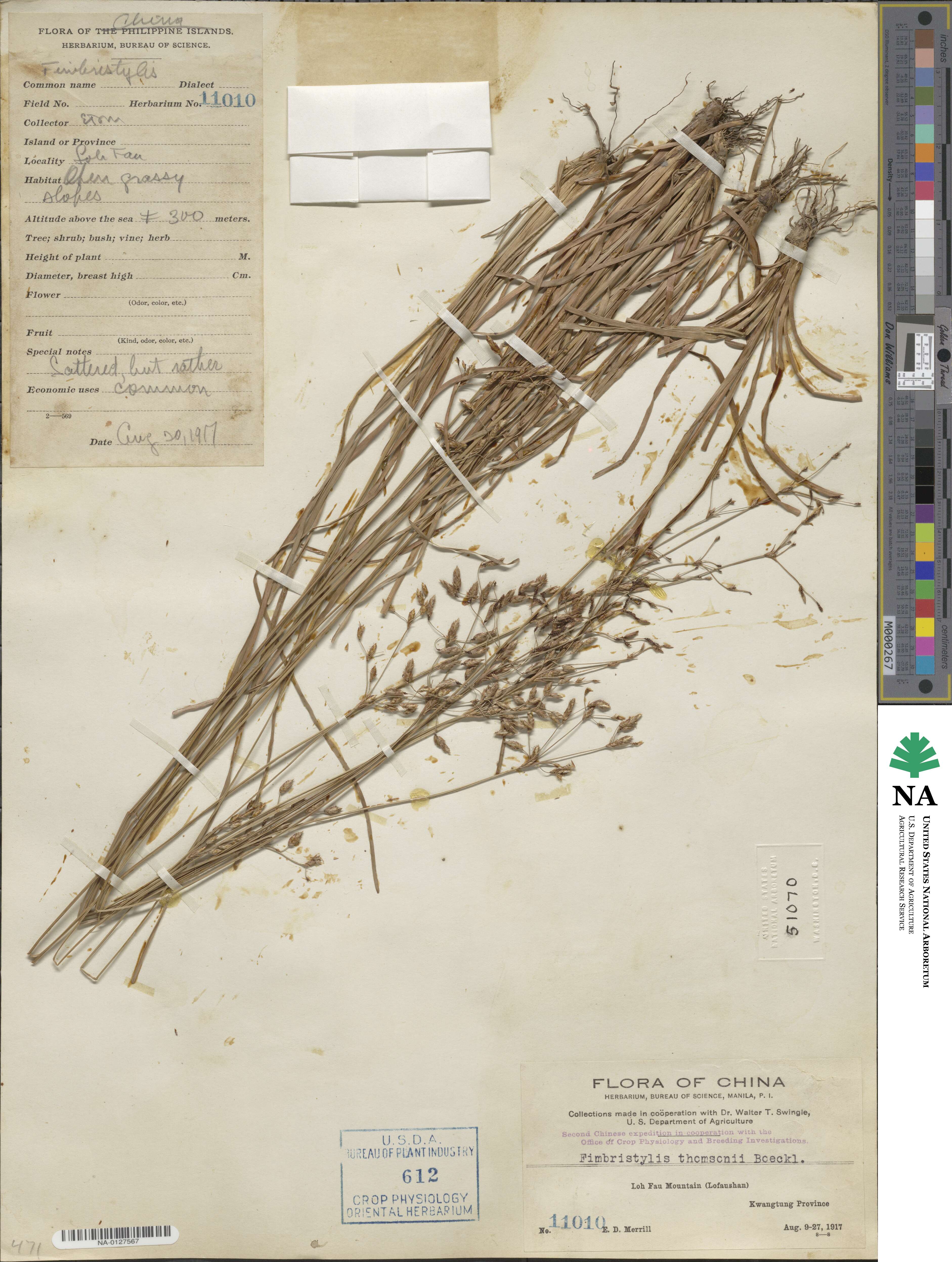 Fimbristylis thomsonii image