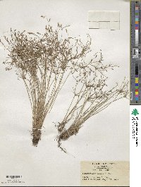 Fimbristylis velata image