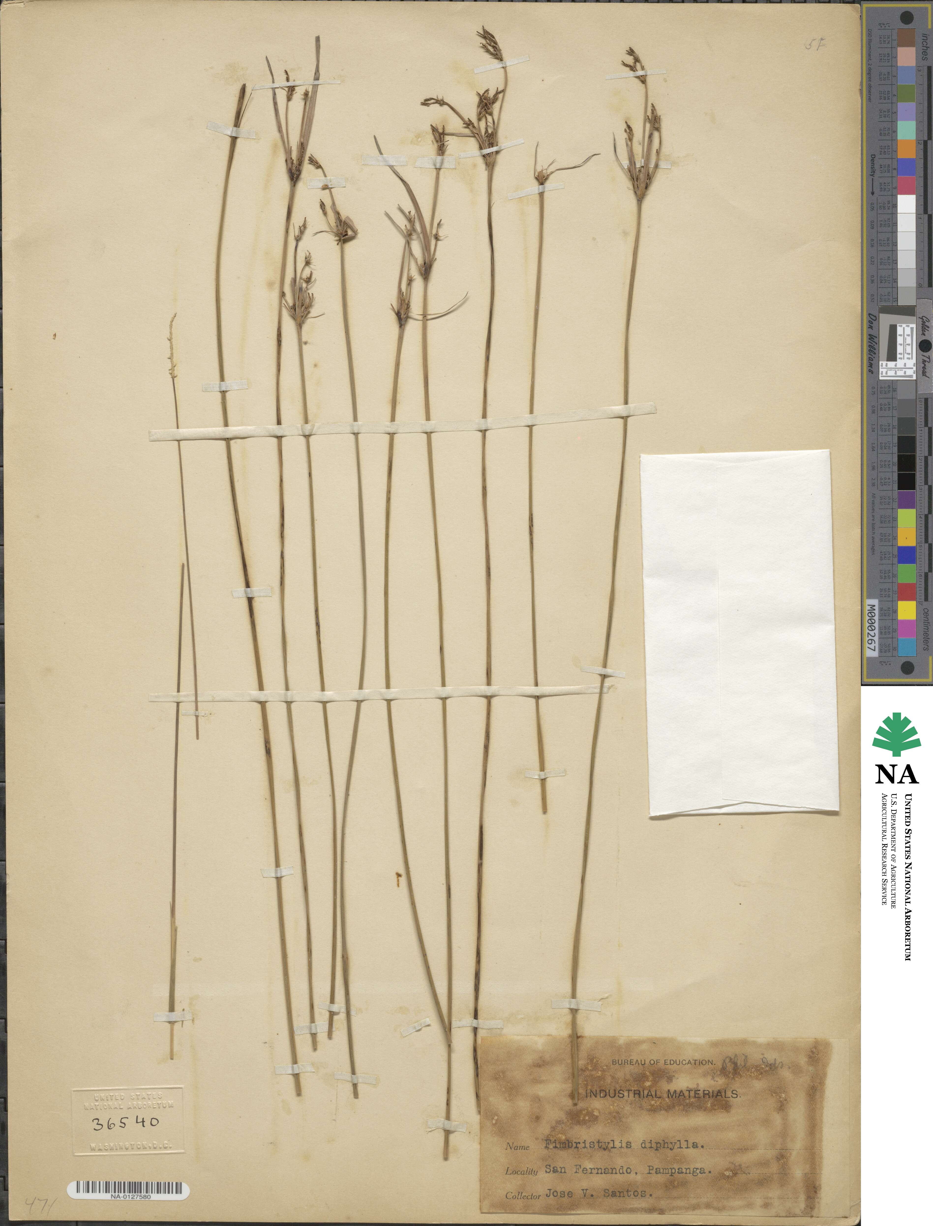 Fimbristylis dichotoma subsp. dichotoma image