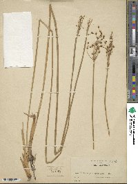 Fimbristylis umbellaris image