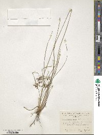 Fimbristylis dichotoma subsp. dichotoma image