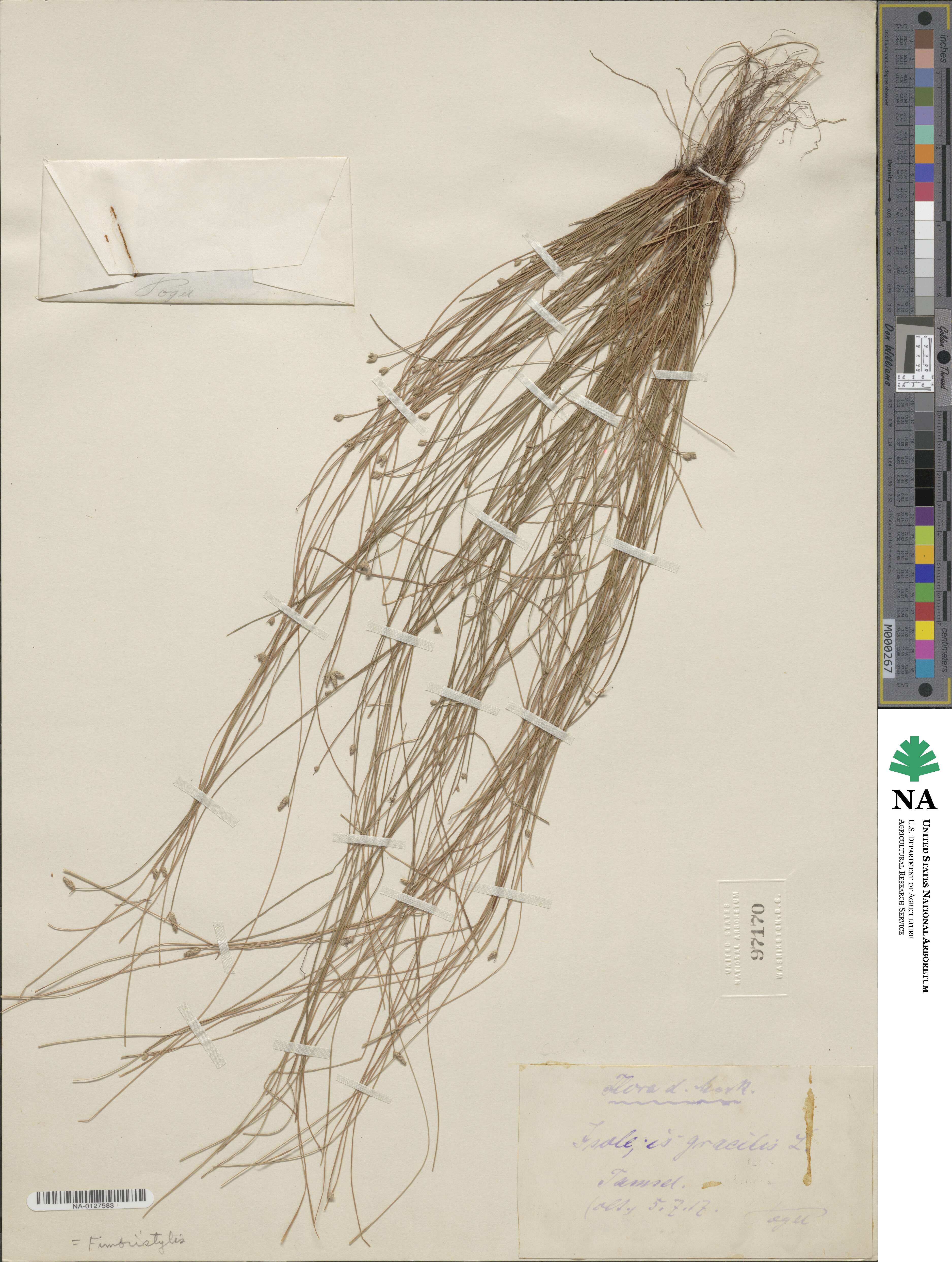 Fimbristylis dichotoma subsp. dichotoma image