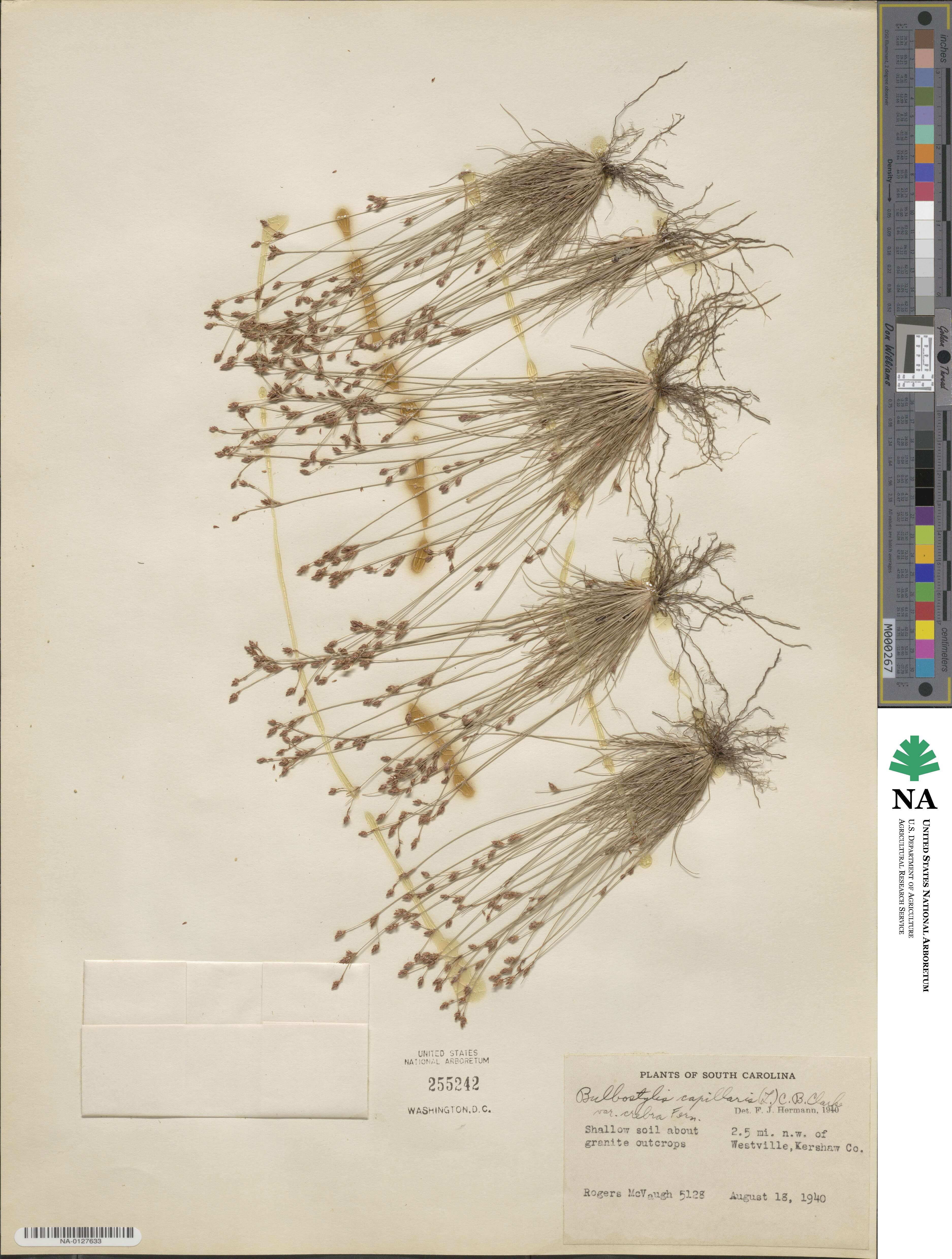 Bulbostylis capillaris subsp. capillaris image