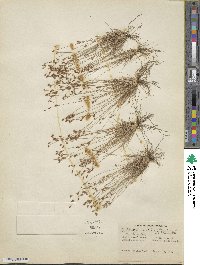 Bulbostylis capillaris subsp. capillaris image