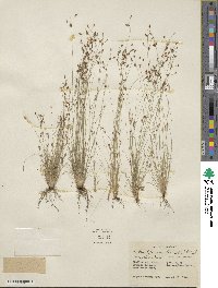 Bulbostylis capillaris subsp. capillaris image