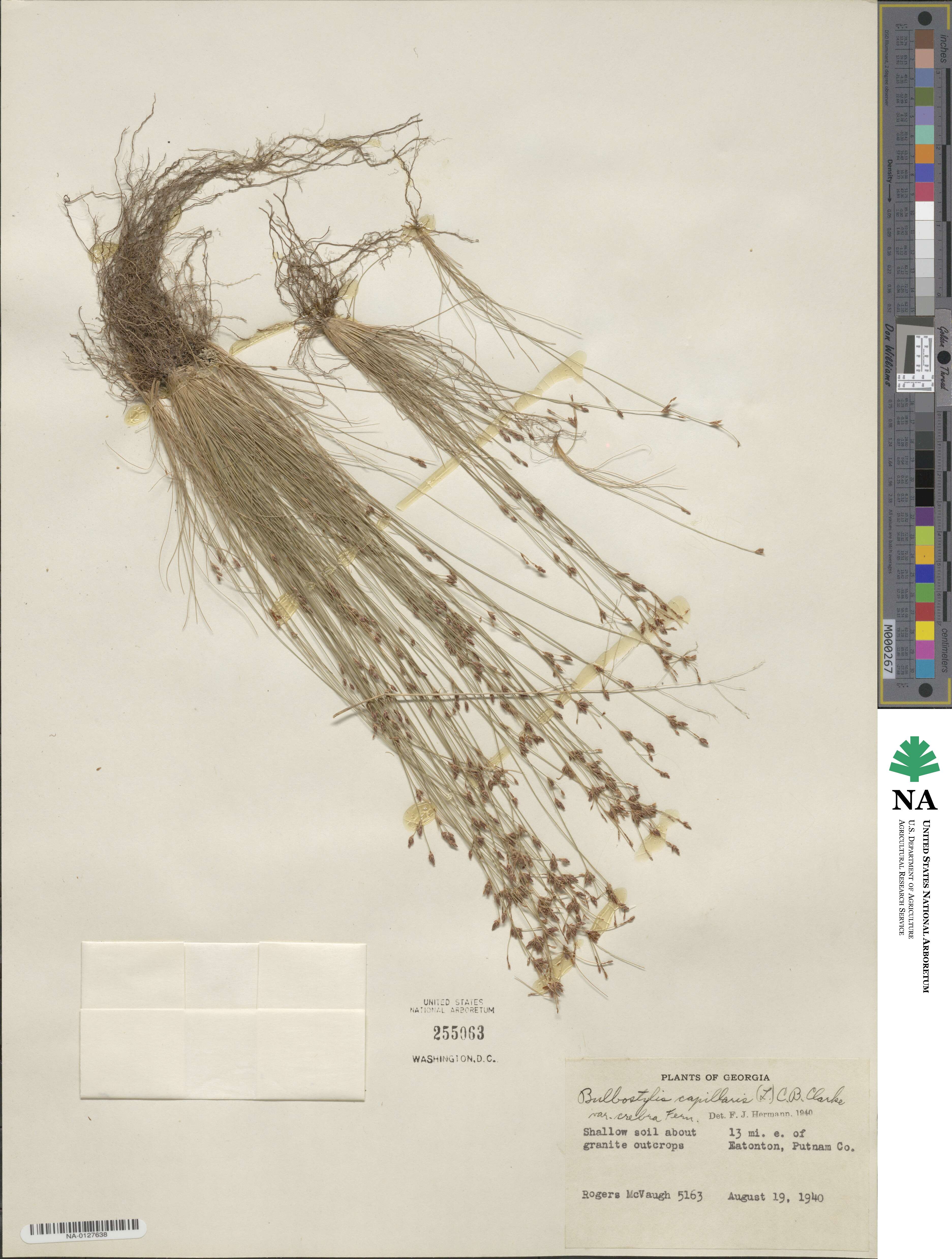 Bulbostylis capillaris subsp. capillaris image