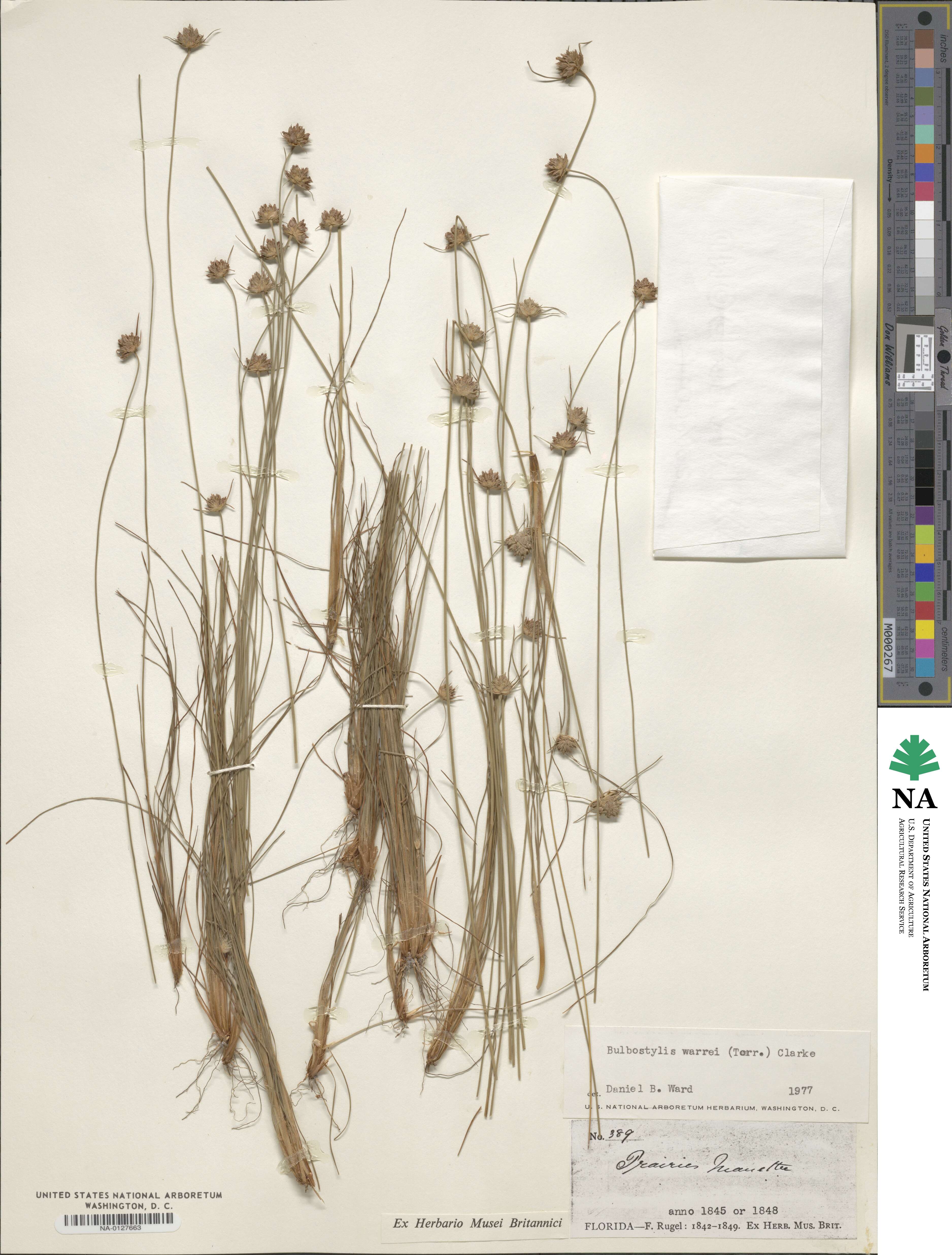 Bulbostylis warei image