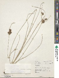 Fimbristylis dichotoma image