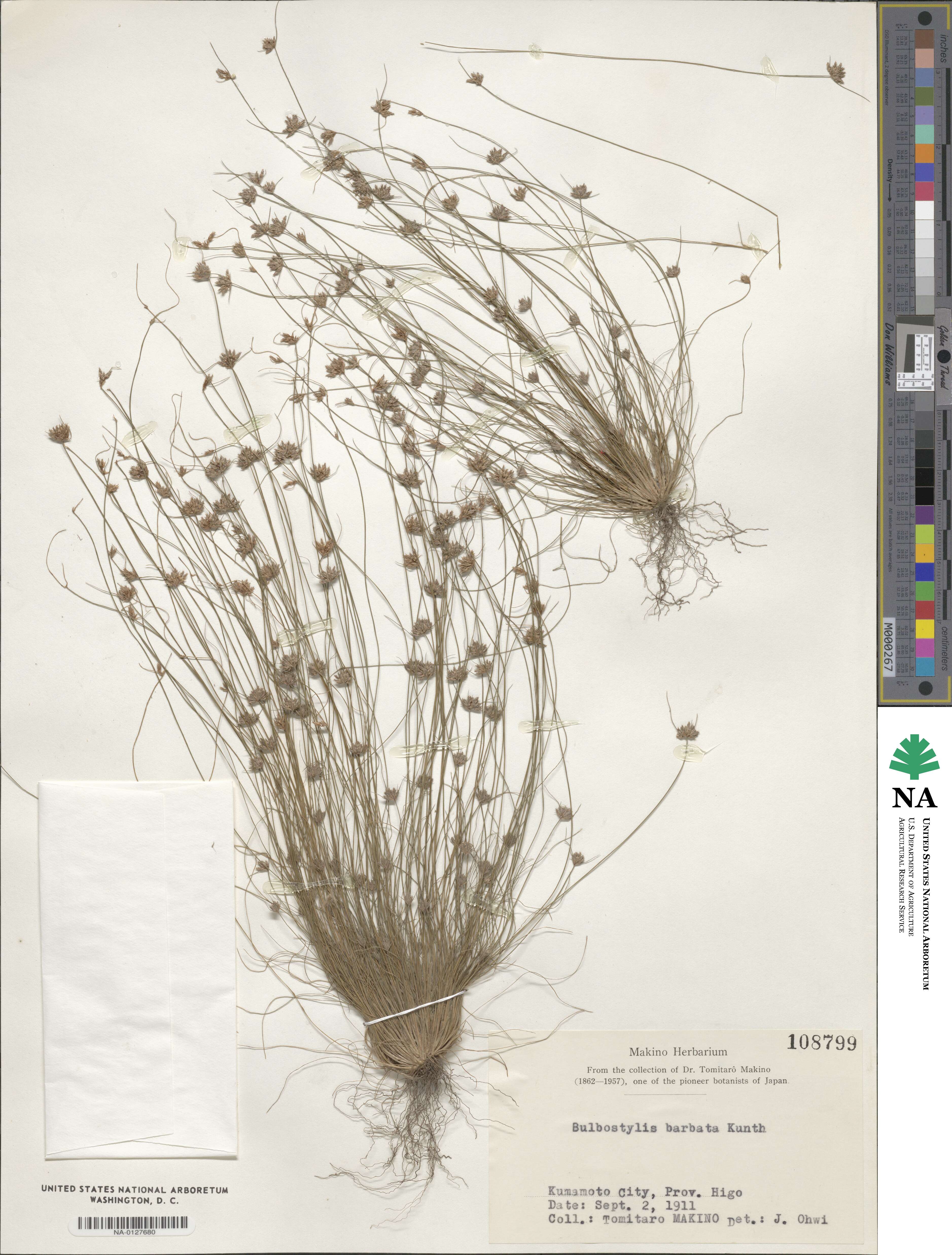 Bulbostylis barbata image