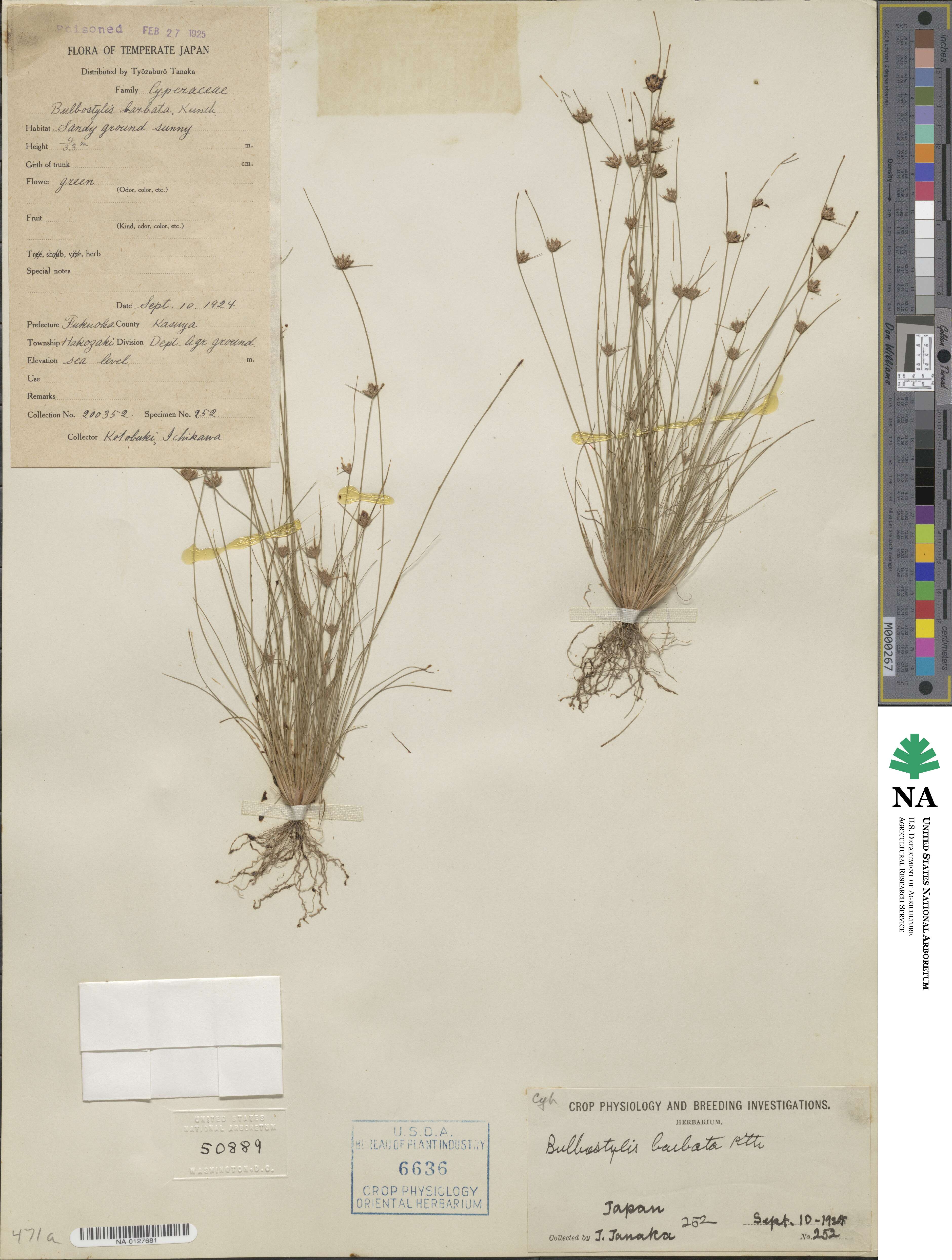 Bulbostylis barbata image