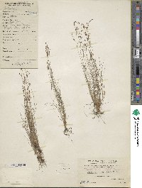 Bulbostylis capillaris image