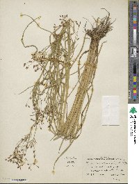 Rhynchospora scirpoides image