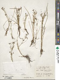 Rhynchospora nitens image