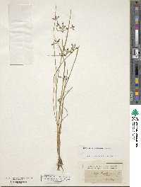 Rhynchospora nitens image