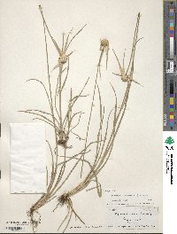 Rhynchospora colorata image