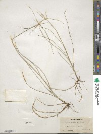 Rhynchospora colorata image