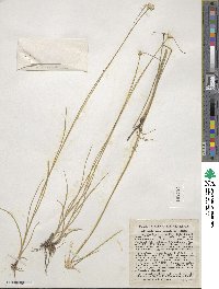 Rhynchospora colorata image