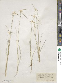 Rhynchospora colorata image