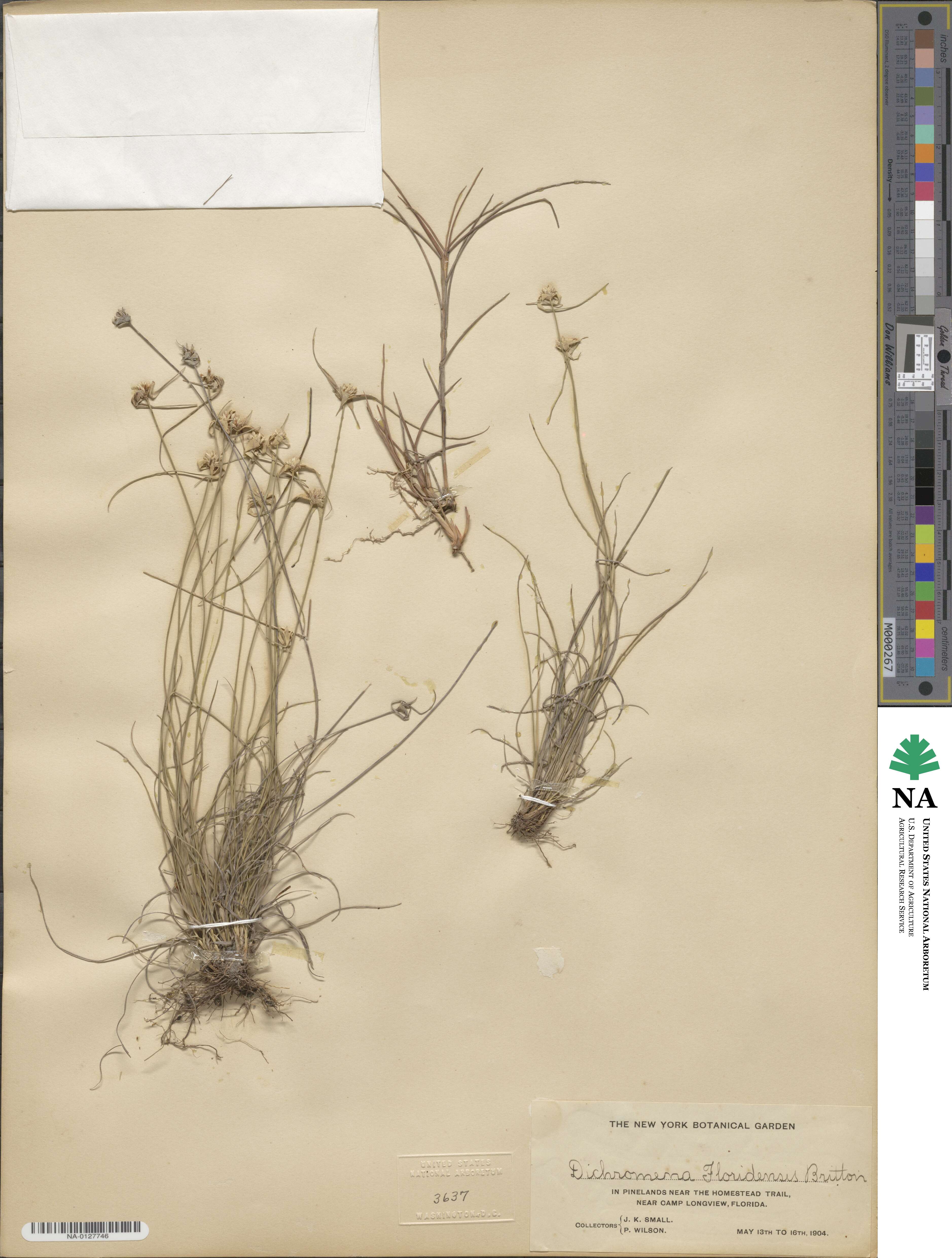 Rhynchospora floridensis image