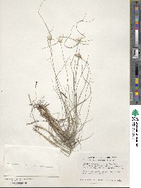 Rhynchospora floridensis image