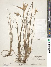 Rhynchospora latifolia image