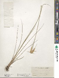 Rhynchospora latifolia image