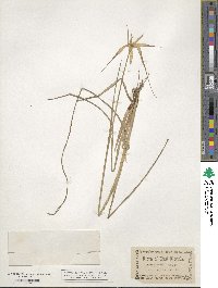 Rhynchospora latifolia image