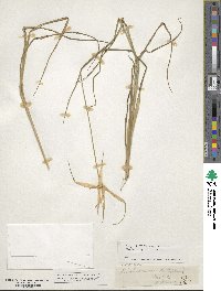 Rhynchospora latifolia image