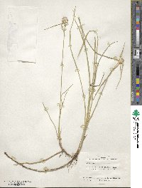 Rhynchospora latifolia image