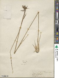 Rhynchospora latifolia image